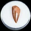 Serrated Raptor Tooth From Morocco - #10777-1